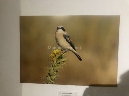 Exposición de aves de la comarca